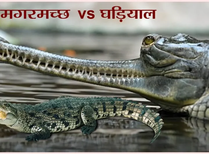 Crocodile vs Alligator